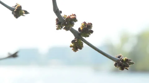Buds in spring 動画素材 24759124