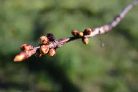 Buds. Spring plants. Budding on a tree Stock Photos