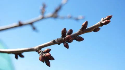 Buds. Spring plants. Budding on a tree Stock Photos