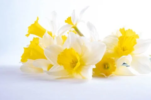 Buds of spring yellow daffodils on a white background Stock Photos