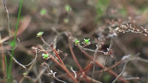 Buds sprout on the branches Stock Footage 107801795