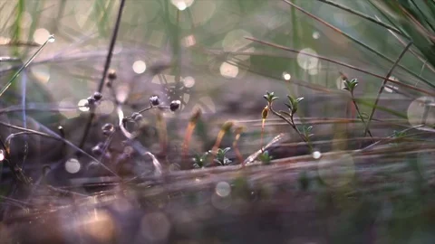 Buds sprout on the branches Stock Footage 107807649