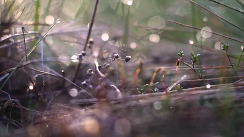 Buds sprout on the branches Stock Footage 107807968