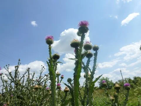 Buds of thistle flowers with sharp needles against the background of the blue Stock Photos
