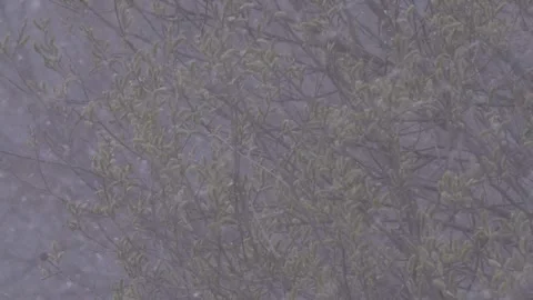 Buds on the three in early spring in the snowfall Stock Footage 283548897