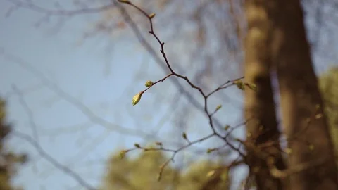 Buds on the tree are blooming in slowmotion, close up Stock Footage 89418682
