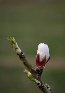 The buds of the tree are going to bloom in spring Stock Photos