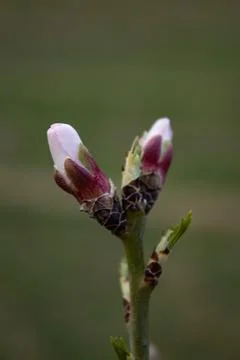 The buds of the tree are going to bloom in spring Stock Photos