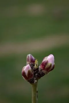 The buds of the tree are going to bloom in spring Stock Photos