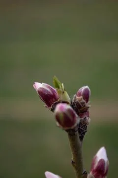 The buds of the tree are going to bloom in spring Stock Photos