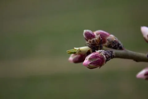 The buds of the tree are going to bloom in spring Stock Photos