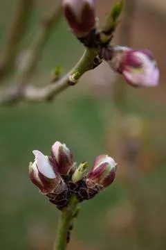 The buds of the tree are going to bloom in spring Stock Photos