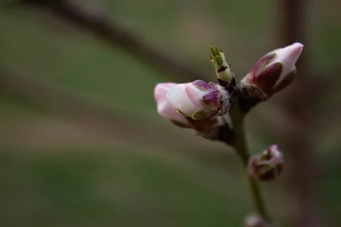 The buds of the tree are going to bloom in spring Stock Photos