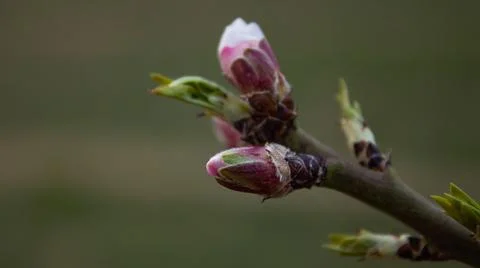 The buds of the tree are going to bloom in spring Stock Photos