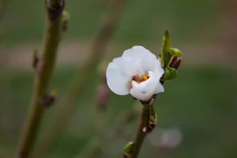The buds of the tree are going to bloom in spring Stock Photos