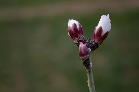 The buds of the tree are going to bloom in spring Stock Photos