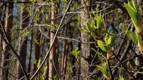 The buds of the tree blossomed. the beginning of spring Stock Footage 129249092