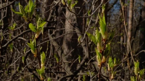 The buds of the tree blossomed. the beginning of spring Stock Footage 129249098