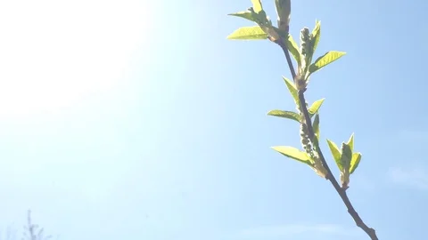 The buds of the tree blossomed. the beginning of spring Stock Footage 129249104