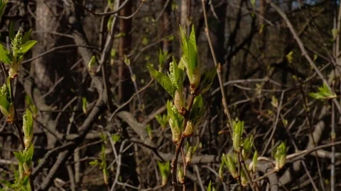 The buds of the tree blossomed. the beginning of spring Stock Footage 129249117