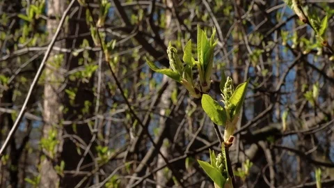 The buds of the tree blossomed. the beginning of spring Stock Footage 129249119
