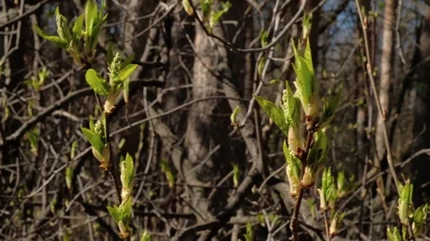 The buds of the tree blossomed. the beginning of spring Stock Footage 129249128