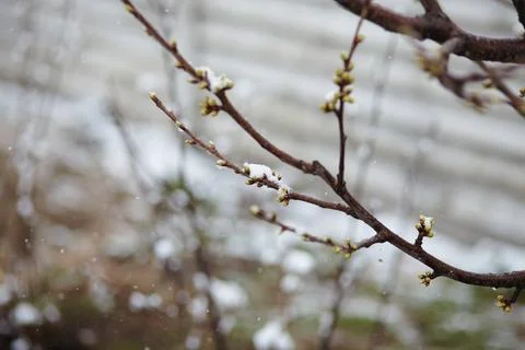 Buds on a tree branch are covered in snow during a sudden spring frost, with a Stock Photos