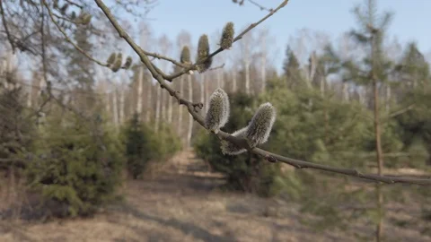 Buds on a tree branch in spring Video stock 127225981