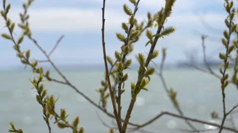Buds on a tree branches, spring concept 動画素材 107115727