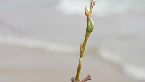 Buds on a tree branches, spring concept Stock Footage 107117733