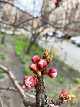Buds on tree branches in spring flowers bloom on the trees 스톡 사진