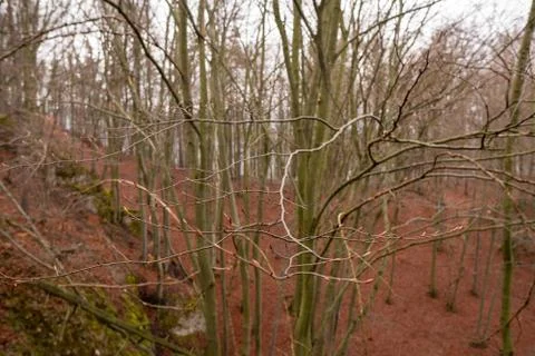 Buds on tree branches in spring forest with still fallen leaves from autumn Stock Photos