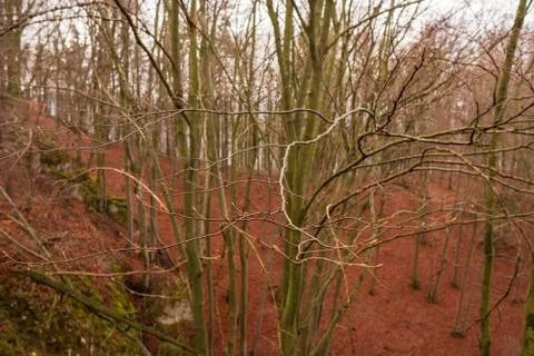 Buds on tree branches in spring forest with still fallen leaves from autumn Stock Photos