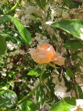 Buds on tree branches in spring 写真素材