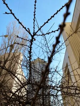 Buds on tree branches in spring Stock Photos