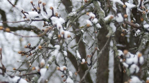 Buds on tree branches under snow on a spring frosty cloudy day. Stock Footage 126875463