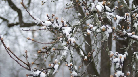 Buds on tree branches under snow on a spring frosty cloudy day. Stock Footage 126875467
