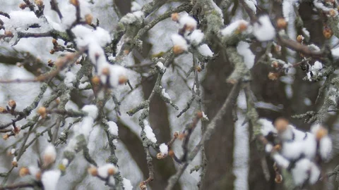 Buds on tree branches under snow on a spring frosty cloudy day. Stock Footage 126875473