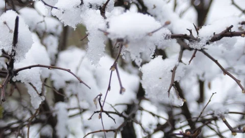 Buds on tree branches under snow on a spring frosty cloudy day. Stock Footage 126875487