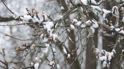Buds on tree branches under snow on a spring frosty cloudy day. Stock Footage 126875493