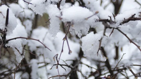 Buds on tree branches under snow on a spring frosty cloudy day. Stock Footage 126875499
