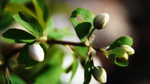 Buds of a tree, close-up of a flower, spring Stock Photos