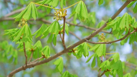 Buds on the tree during springtime in 4k slow motion 60fps Stock Footage 152642376