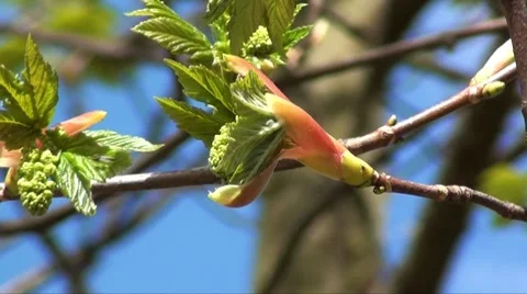 Buds on tree Stock Footage 8660088