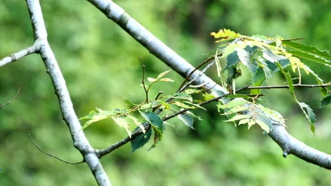 Buds of the Tree Video stock 332884008
