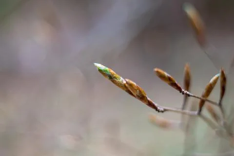 Buds of tree leaves in spring Stock Photos