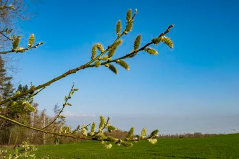 Buds on the tree Stock Photos