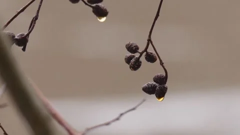 Buds on the tree in spring close-up Stock-Footage 282013150