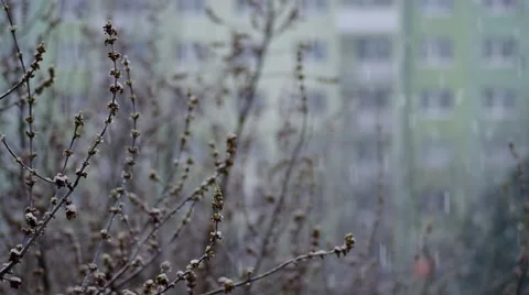 Buds on a tree in spring Stock Footage 48733070
