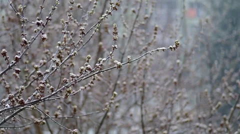 Buds on a tree in spring Stock Footage 48733146